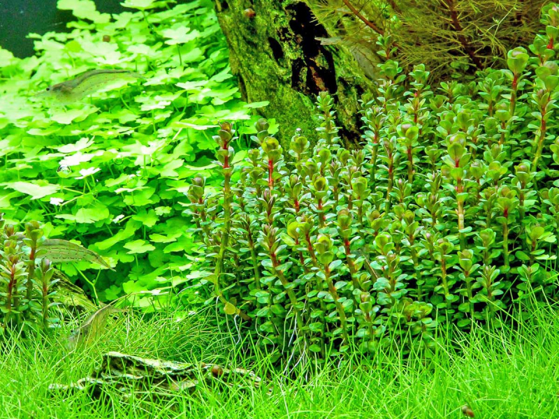Indischer Rotala - Rotala indica in vitro